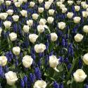 Baltus Mengsel Mix Haarlem Van Gogh bloembollen mengsel voor 1 m2 bloembollen per 140 stuks